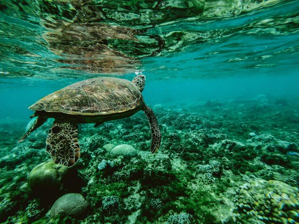 Quels sont les meilleurs spots pour une plongée avec les tortues de mer aux Philippines?
