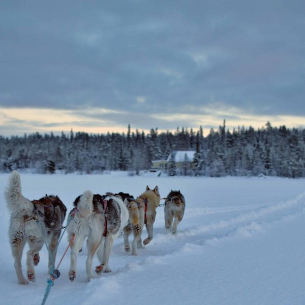 Peut-on trouver une maison de vacances en Norvège avec des excursions en traîneau à chiens et des cours de sculpture sur glace?